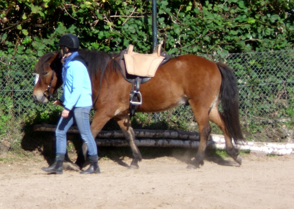 F�hren vor dem Reiten geh�rt bei uns dazu