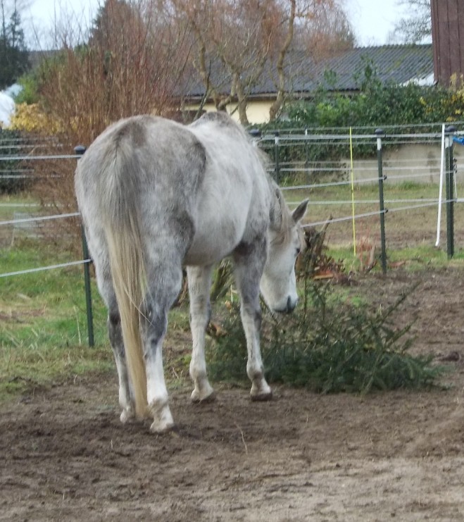 Tannenbaum