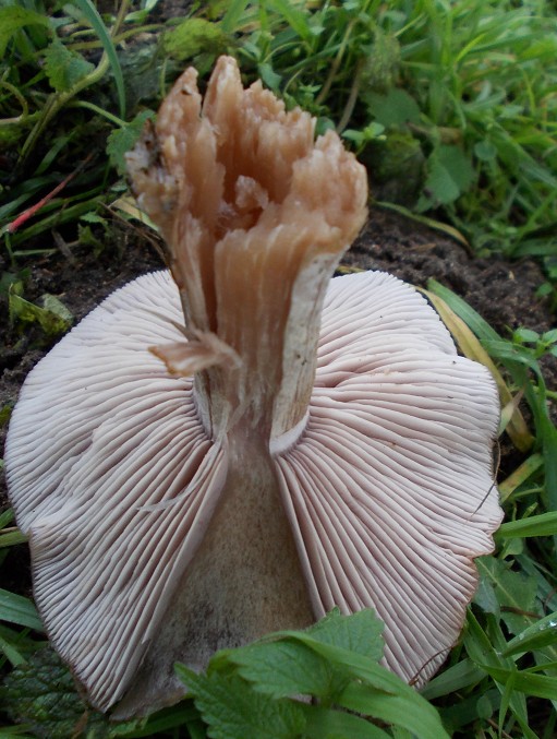 Pilz