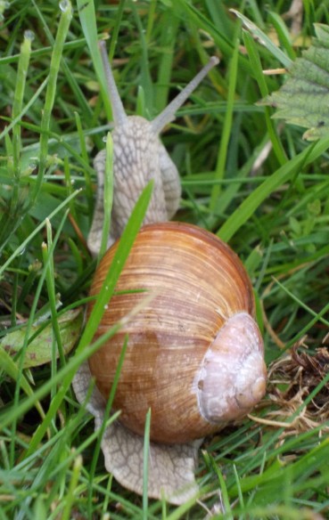 weinbergschnekce