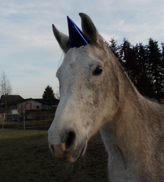 silvester