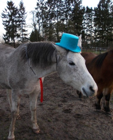 silvester