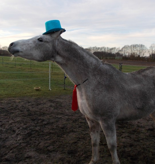 silvester