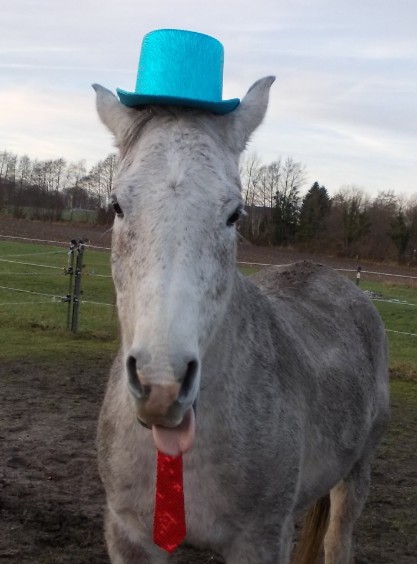 silvester