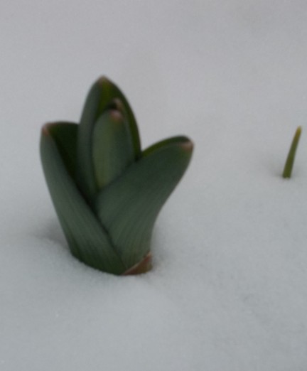 schnee