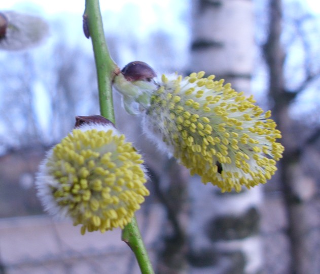 Weidenk�tzchen gelb