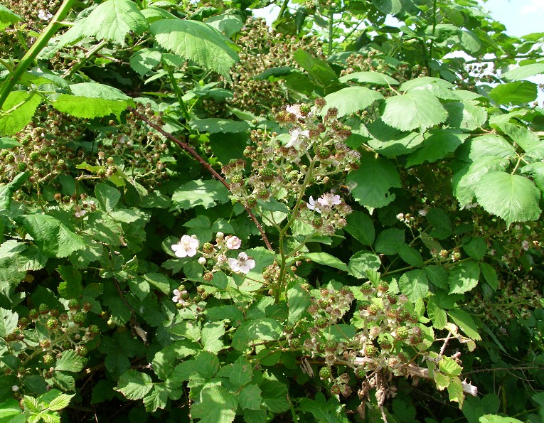 Brombeeren