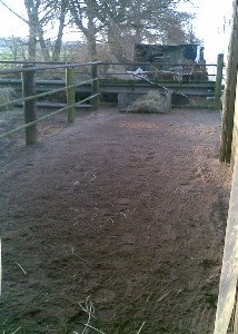 Shamans Paddock