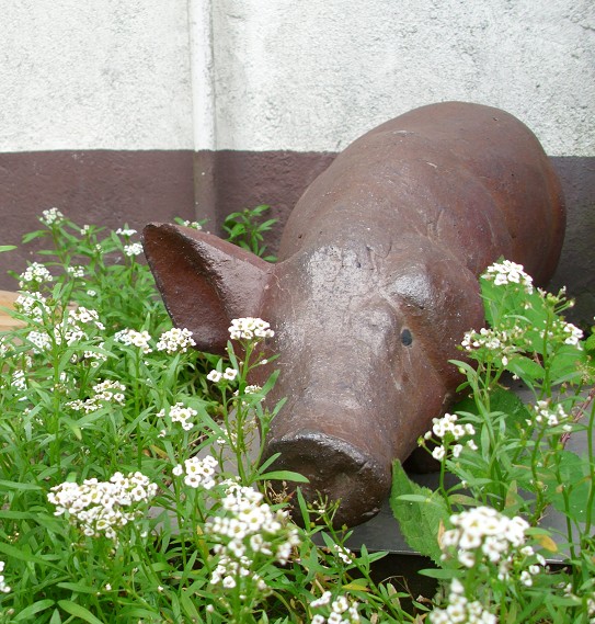 Schweinchen