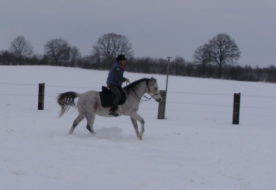 Galopp im Schnee