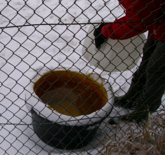 warmes Wasser f�r die Pferde